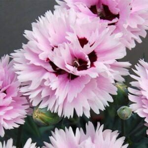 dianthus early bird fizzy oeillet