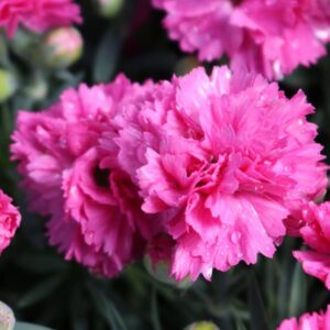 dianthus early bird sherbet oeillet
