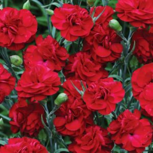 dianthus passion oeillet