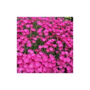 dianthus vivid bright light oeillet