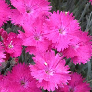 dianthus neonstar oeillet