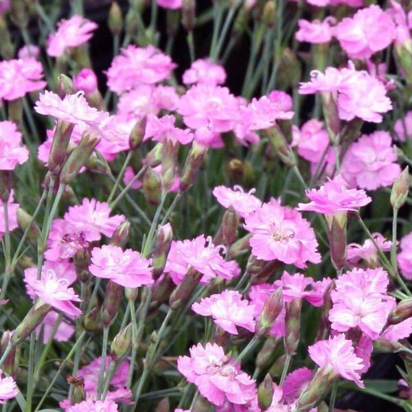 dianthus tiny rubies oeillet
