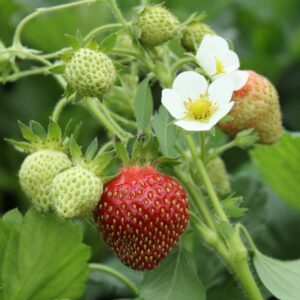 fraisier 4 saisons