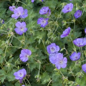 geranium rozanne
