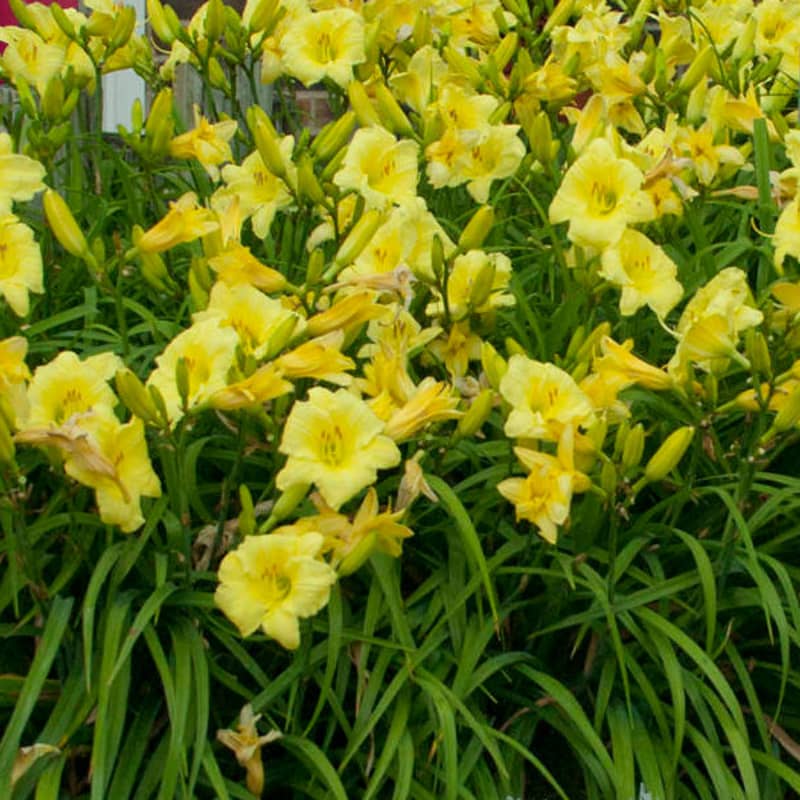 hemerocallis hyperion hémérocale
