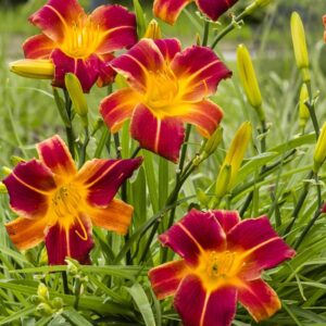 Hemerocallis Ruby Spider