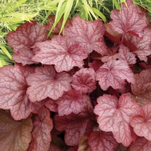 heuchera georgia peach