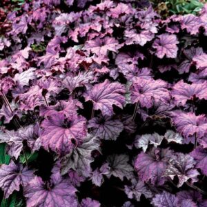 heuchera grande amethyst