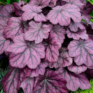 heuchera wild rose