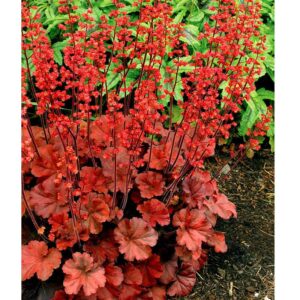 heuchera cherry cola