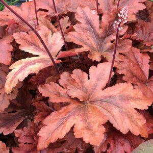 heucherella hopscotch