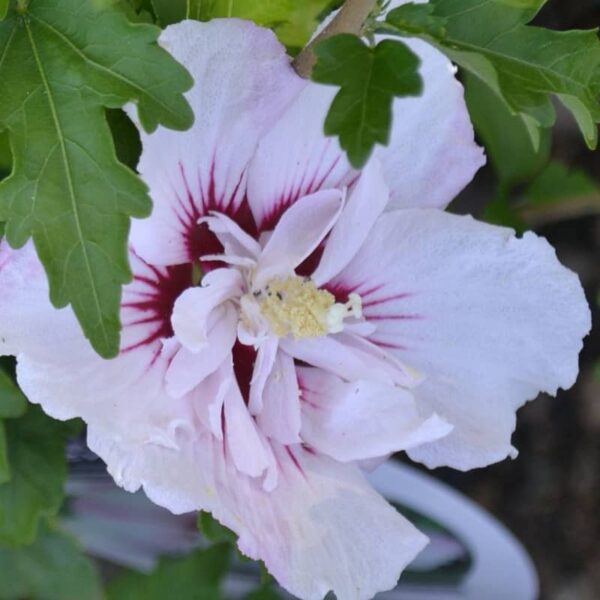 hibiscus syriacus fisrt edition fiji