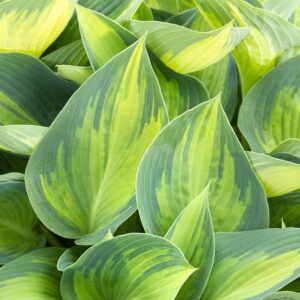 hosta june