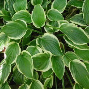 hosta so sweet
