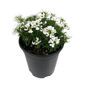 iberis sempervirens snowsation