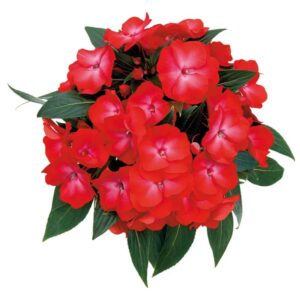 impatiens de nouvelles guinée