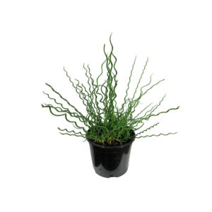 juncus twister