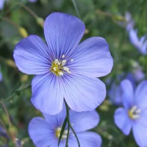 linum lewisii