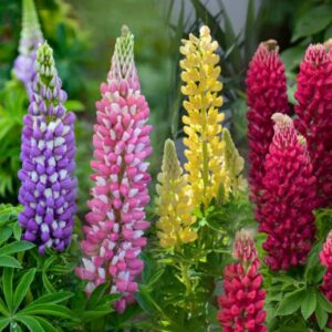 lupinus lupin