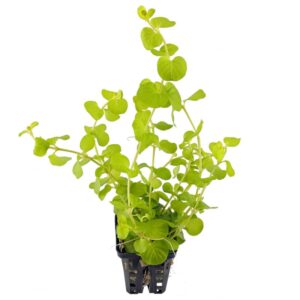 lysimachia nummularia aurea