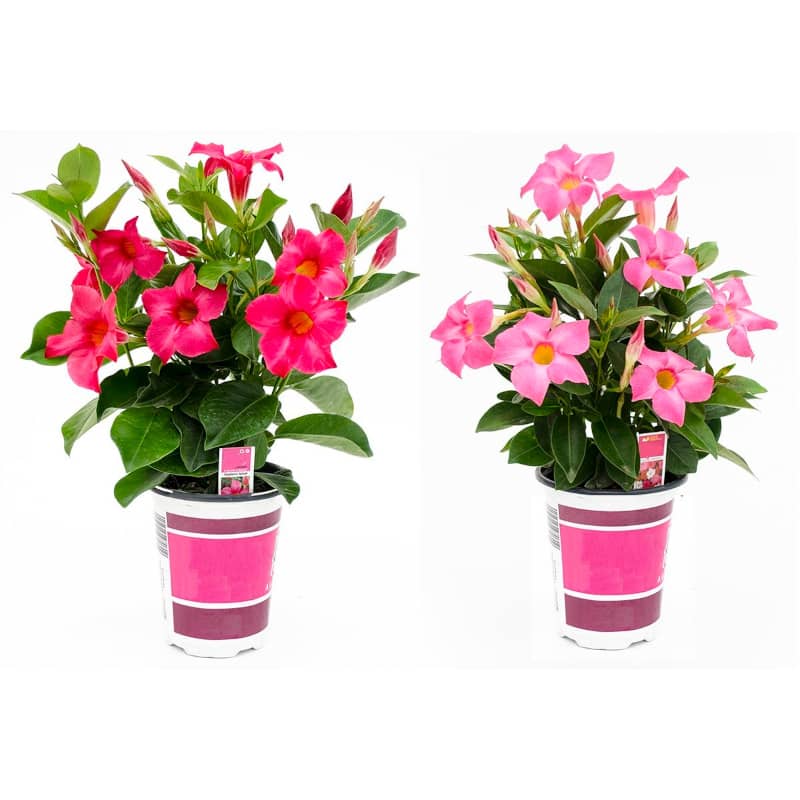 mandevilla mandevillier