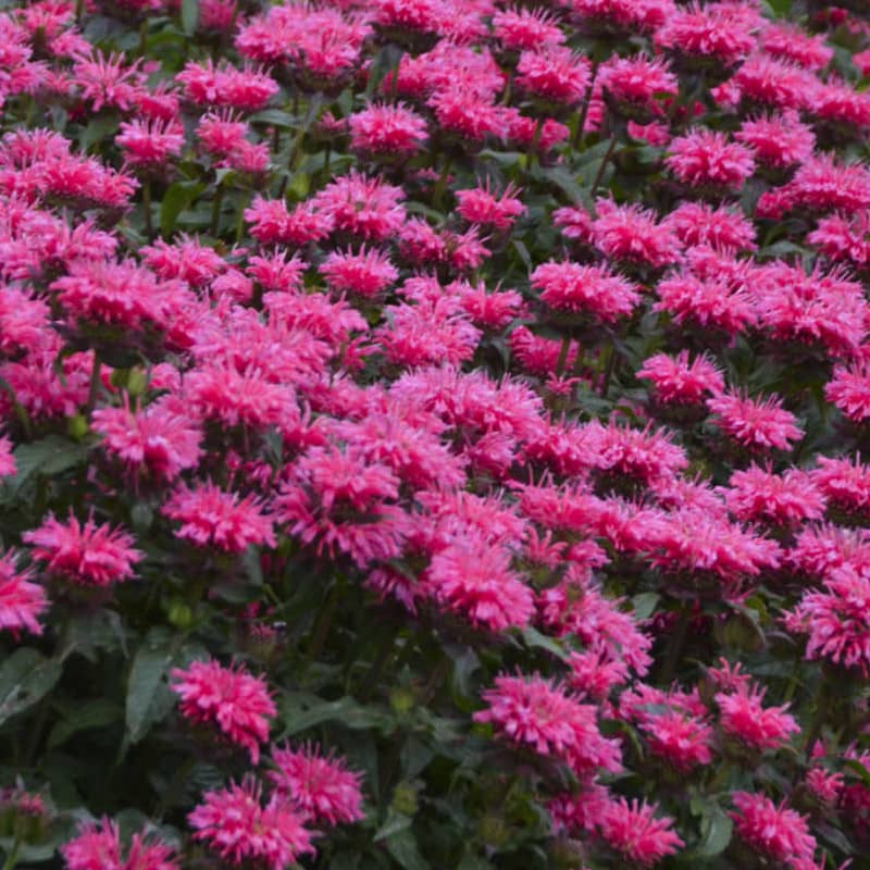 monarda bubblegum blast