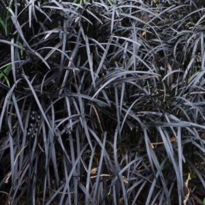 barbe de serpent noire ophiopogon nigrescens black