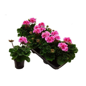 pelargonium adara bicolor