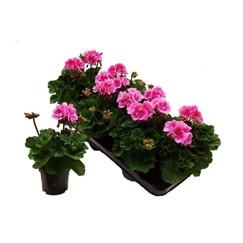 pelargonium adara bicolor