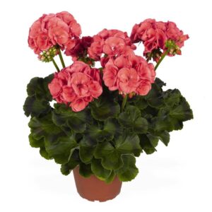 pelargonium alhena pink salmon