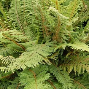 polystichum herrenhausen