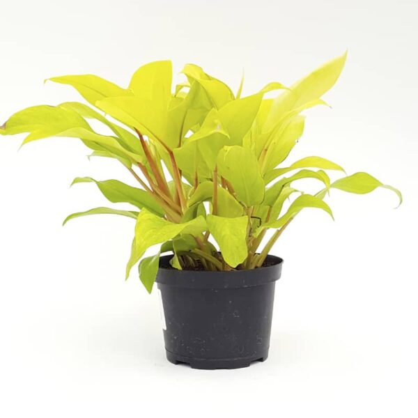 philodendron golden godess