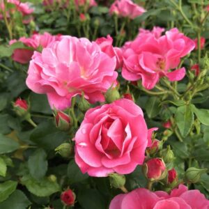 rosier oso easy double pink rosa