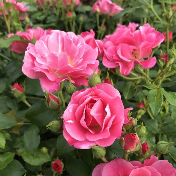 rosier oso easy double pink rosa