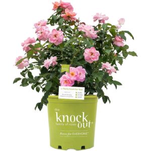 rosier peachy knock out rosa