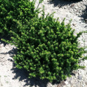 taxus faireview