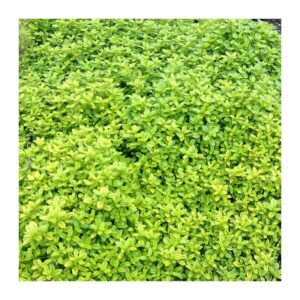 thymus golden lemon