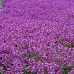 thymus praecox coccineus