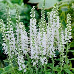 veronica snow candles