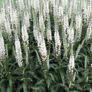 veronica magic show white wand