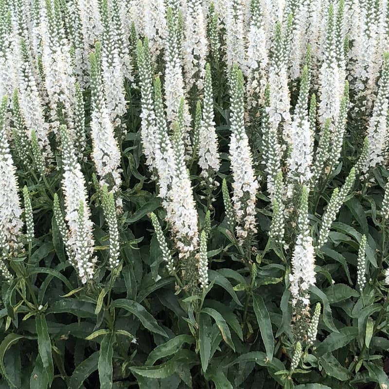 veronica magic show white wand