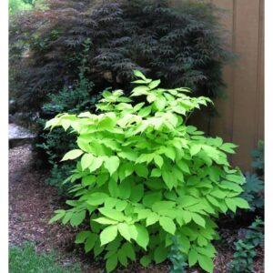 aralia sun king