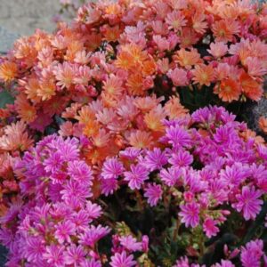 lewisia cotyledon rainbow