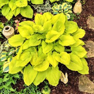 hosta coast to coast