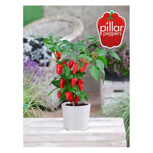 plant de poivron Pillar