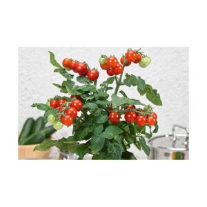 tomate pillar tomato