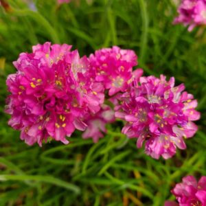 Armeria Maritima Bloodstone