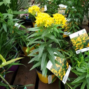 Asclepia Hello Yellow