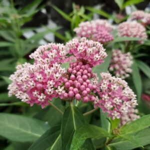 Asclepia Incarnata Cinderella