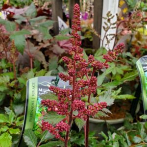 Astilbe Maggie Daley